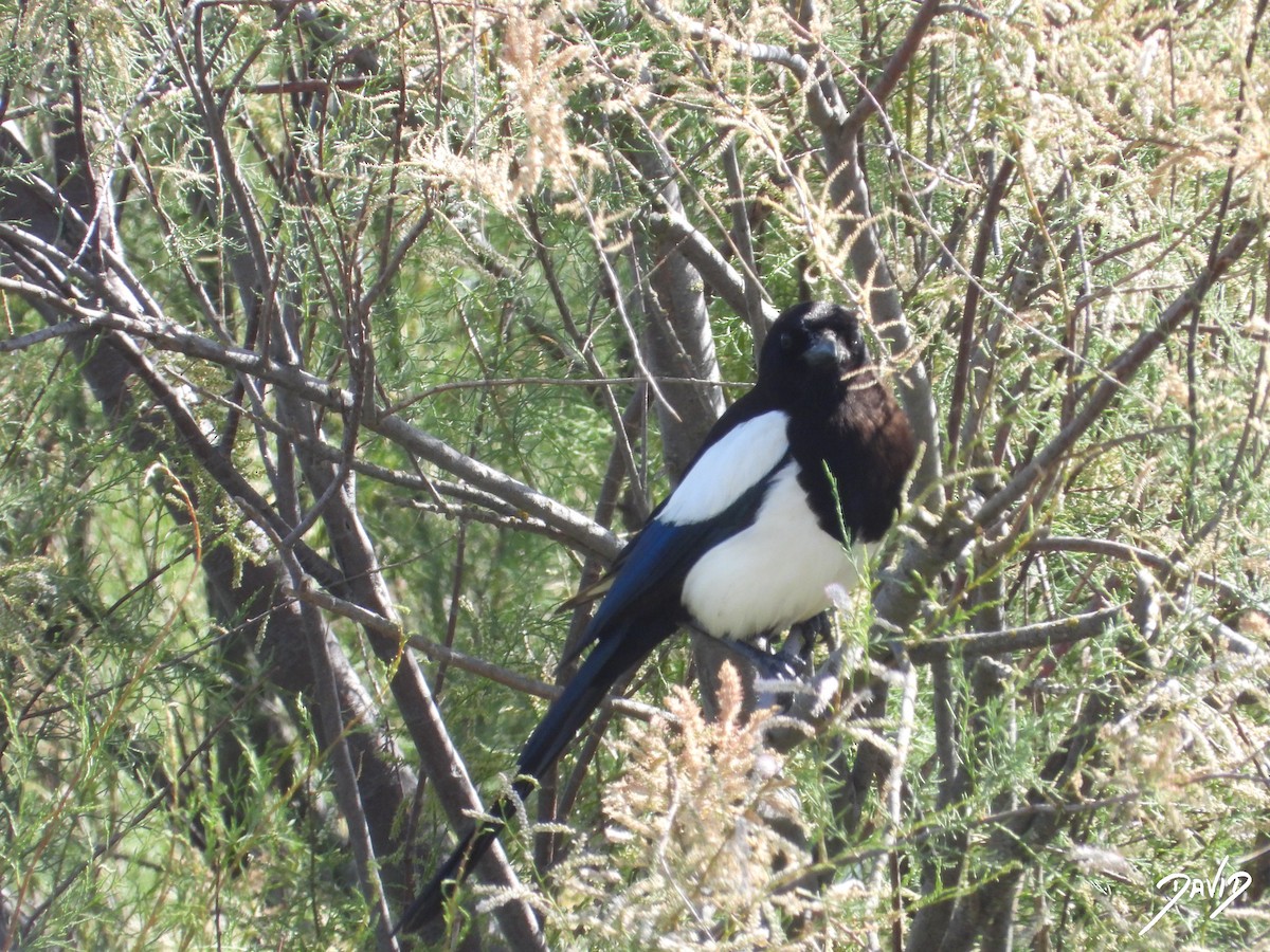 Eurasian Magpie - ML620675990