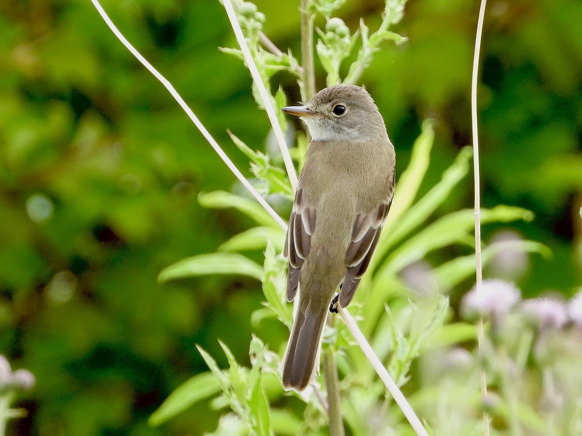 Least Flycatcher - ML620675992