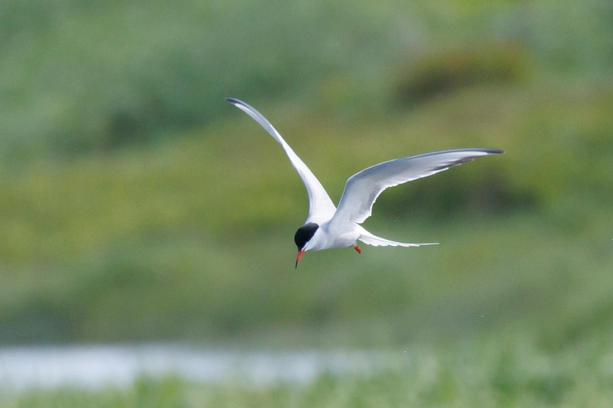 Common Tern - ML620675993