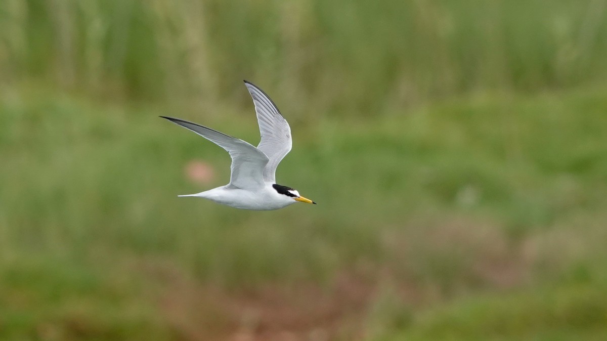 Little Tern - ML620675994