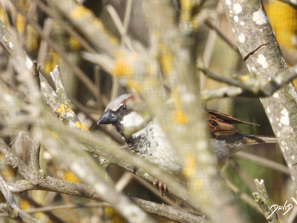 House Sparrow - ML620675996