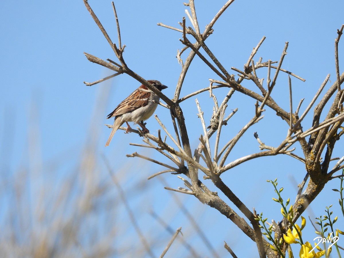 Moineau domestique - ML620675997