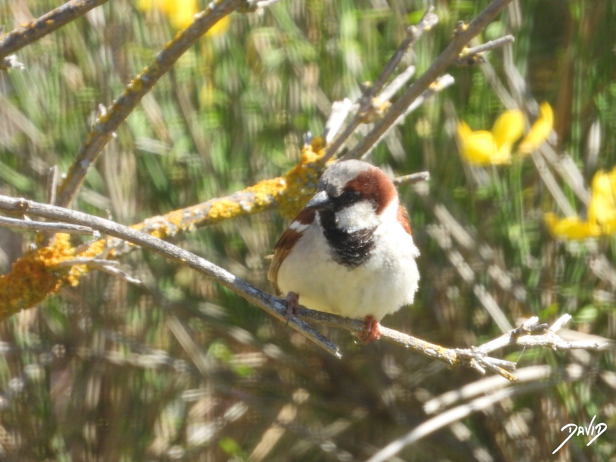 Moineau domestique - ML620675998