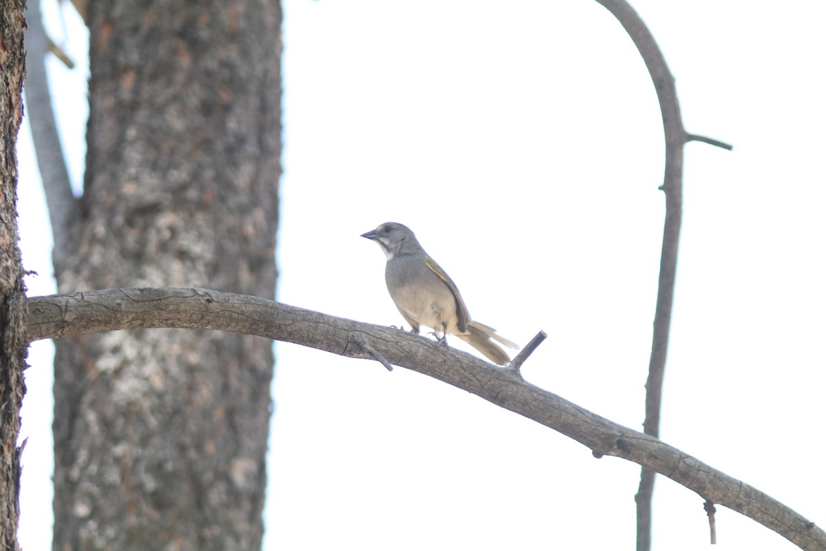 Green-tailed Towhee - ML620675999