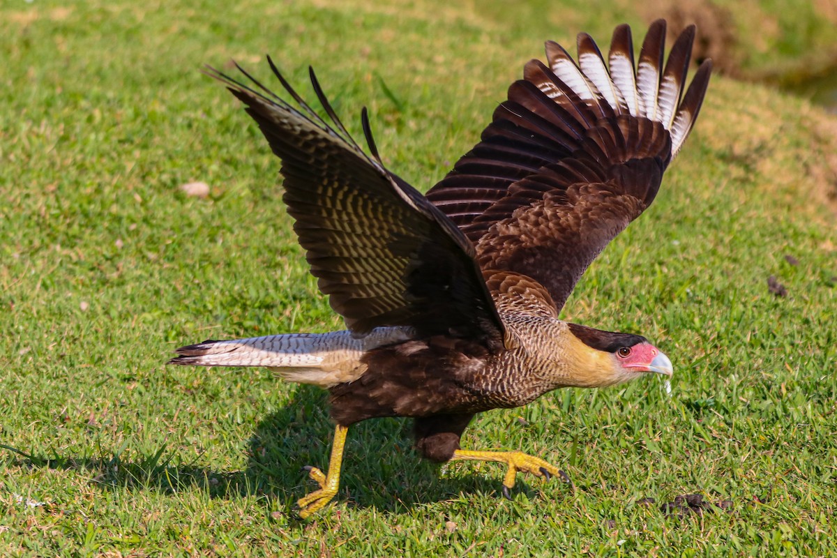 Crested Caracara - ML620676001