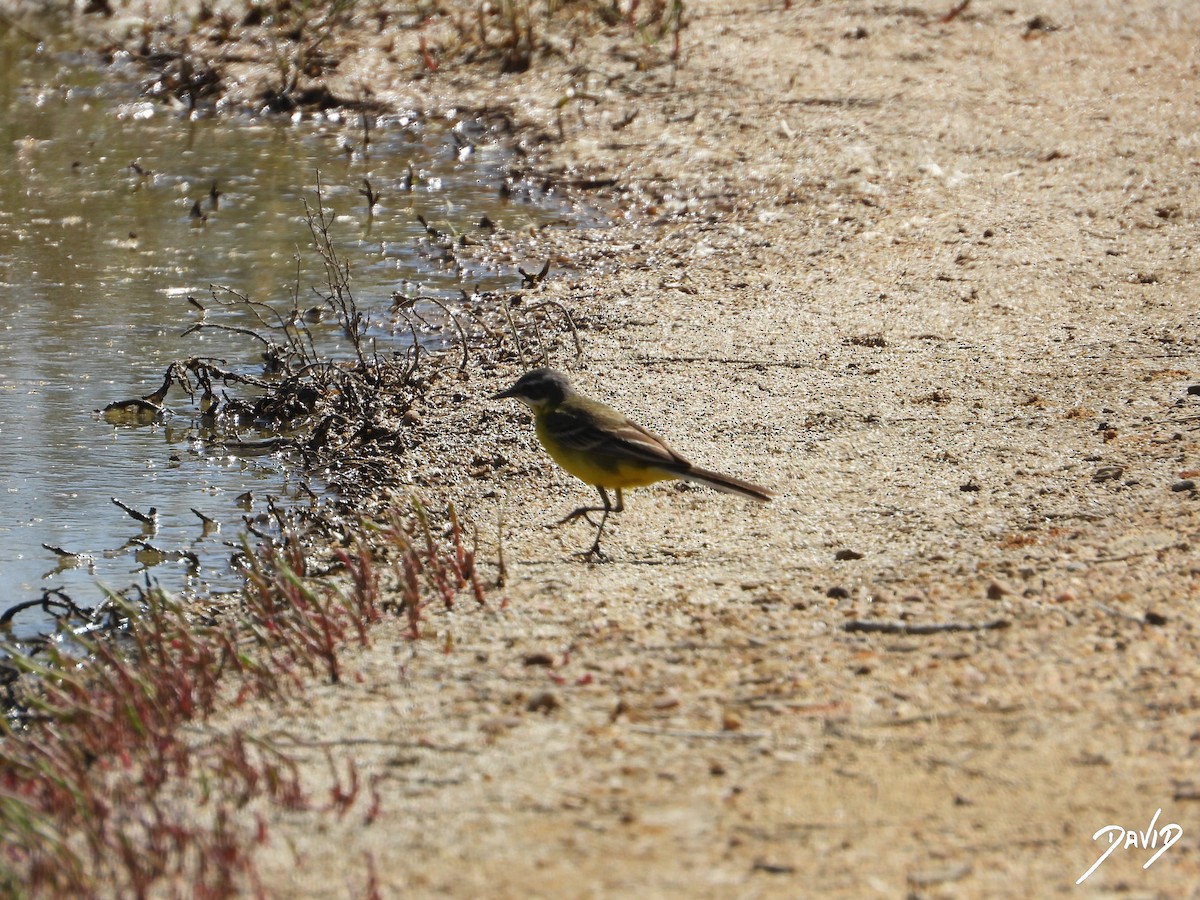 Western Yellow Wagtail - ML620676003