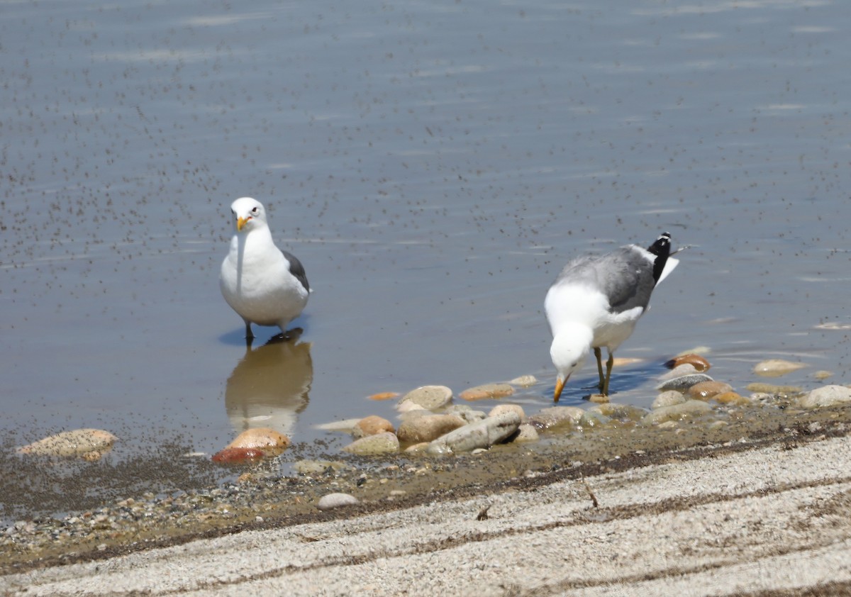 California Gull - ML620676004