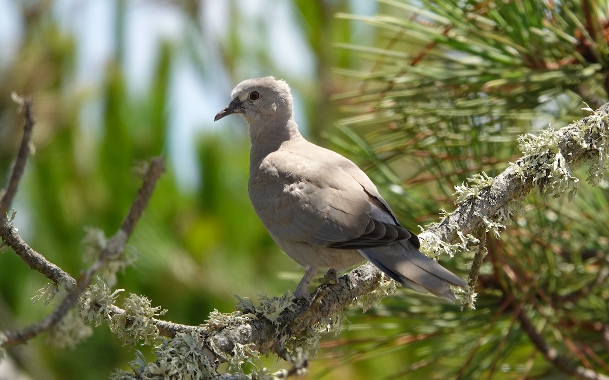 Eurasian Collared-Dove - Luís Lourenço