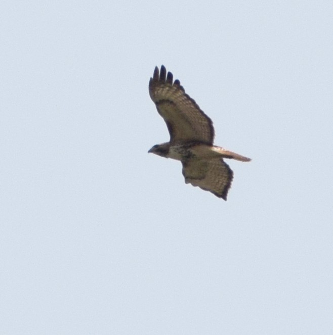 Red-tailed Hawk - ML620676007