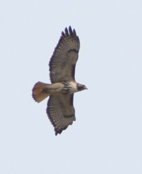 Red-tailed Hawk - Richard Buist