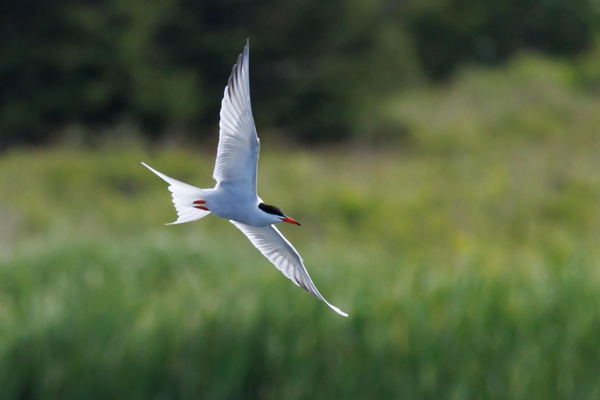 Common Tern - ML620676010