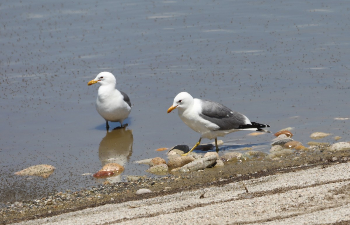 Gaviota Californiana - ML620676011