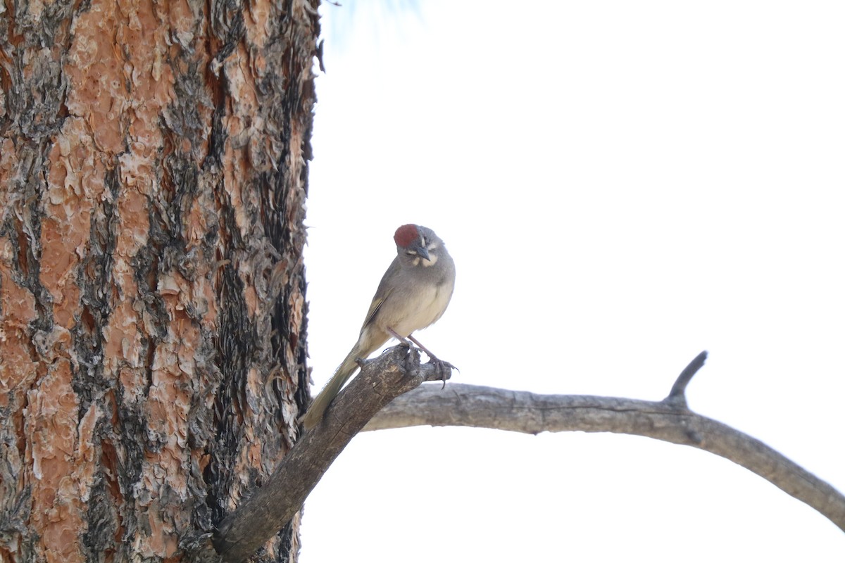 Green-tailed Towhee - ML620676013