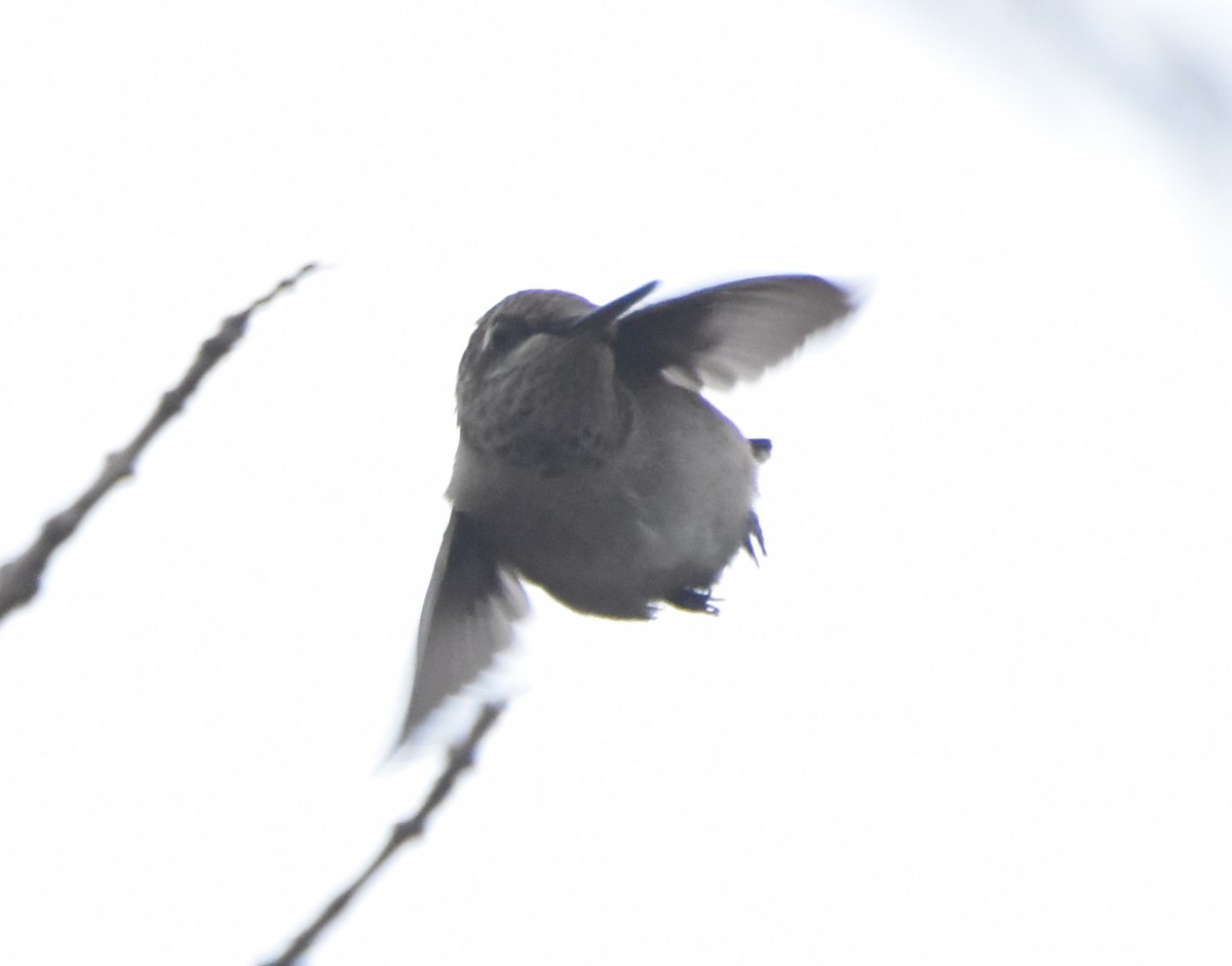 Ruby-throated Hummingbird - ML620676015