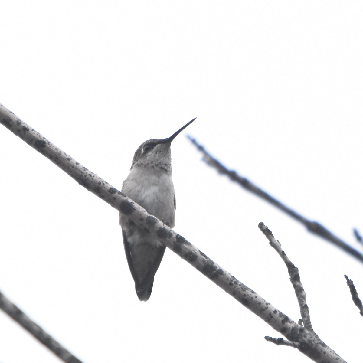 Colibrí Gorjirrubí - ML620676016