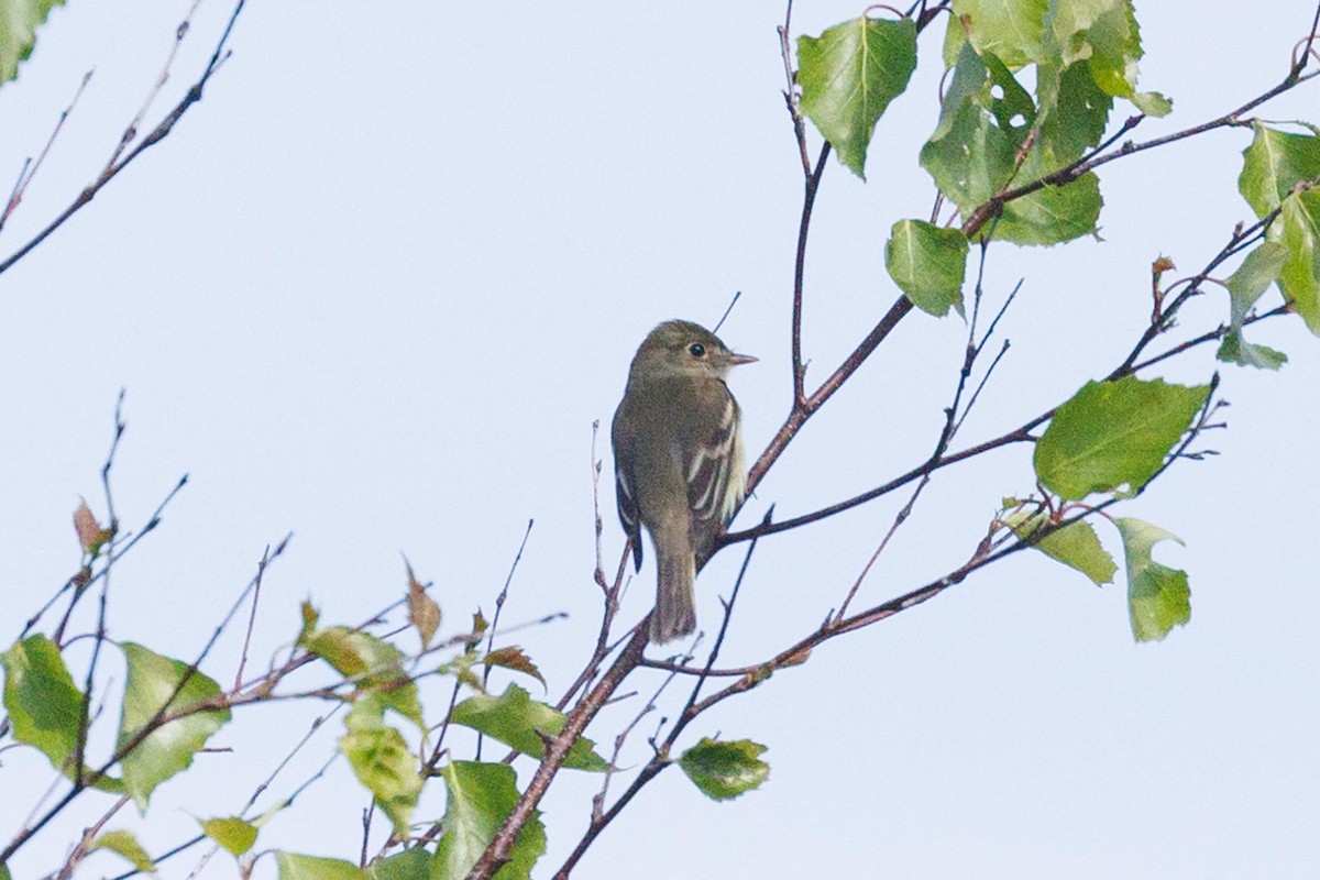 Alder Flycatcher - ML620676019