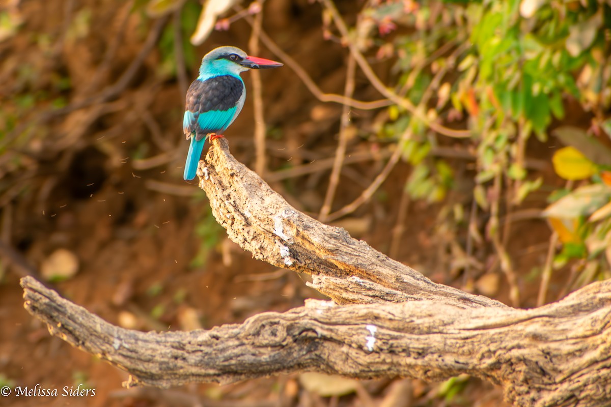 Blue-breasted Kingfisher - ML620676024