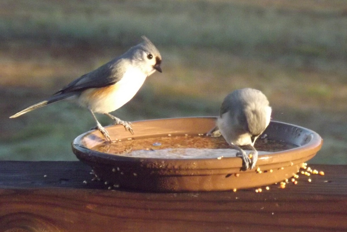 Tufted Titmouse - ML620676025