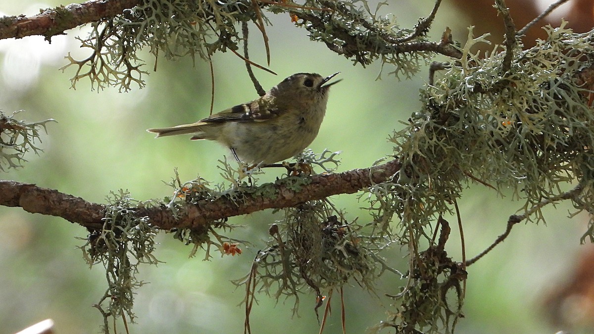 Goldcrest - ML620676026