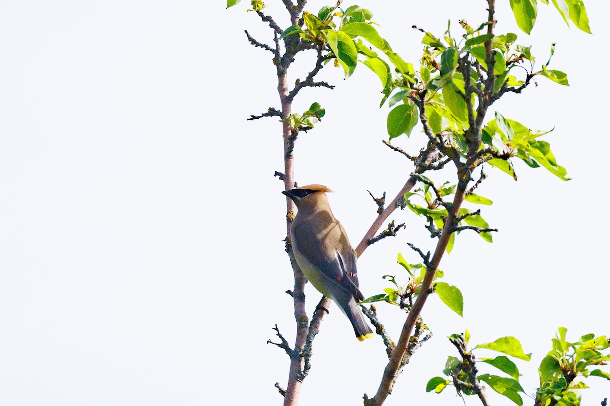 Cedar Waxwing - ML620676032