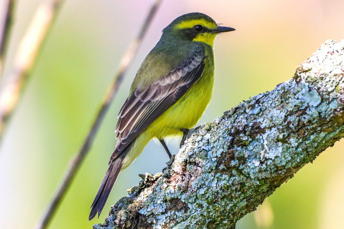 Yellow-browed Tyrant - Juan Espanha