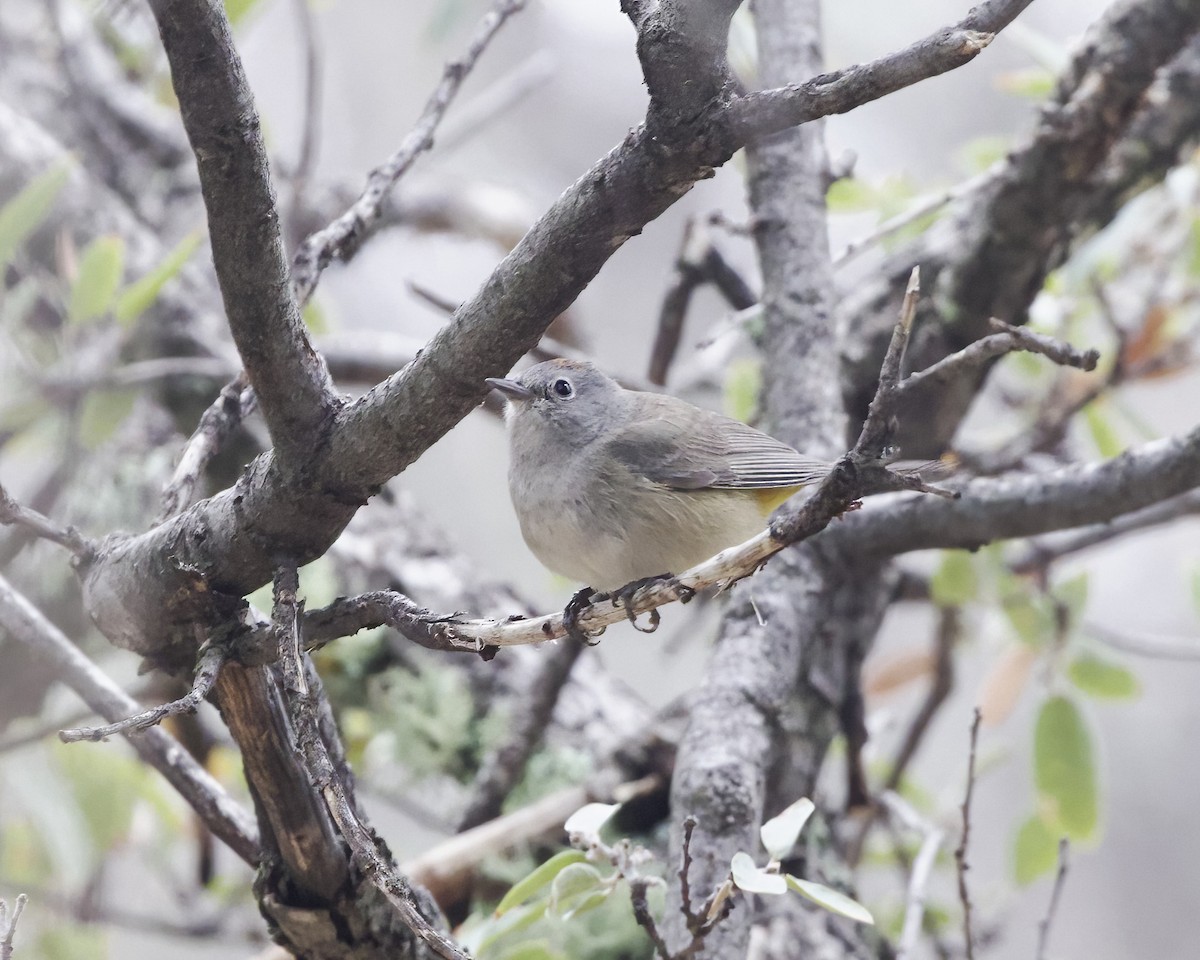 Colima Warbler - Terence Degan