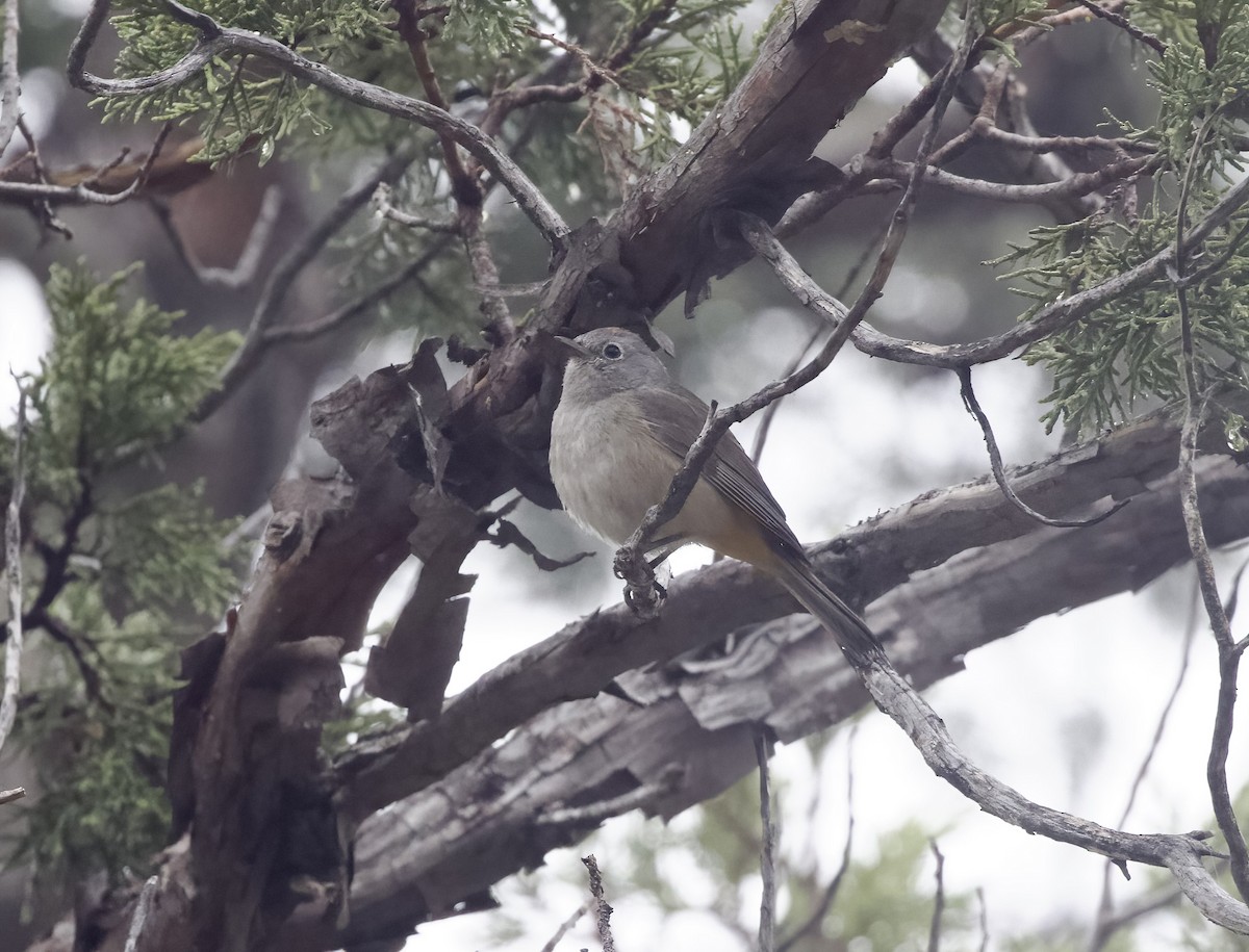 Colima Warbler - ML620676041