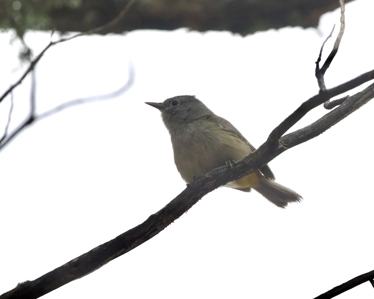 Colima Warbler - ML620676042