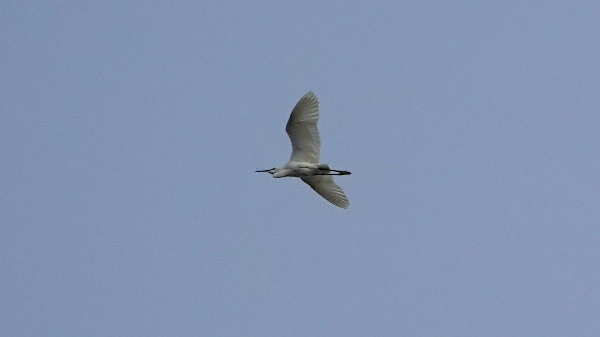 Little Egret - ML620676044