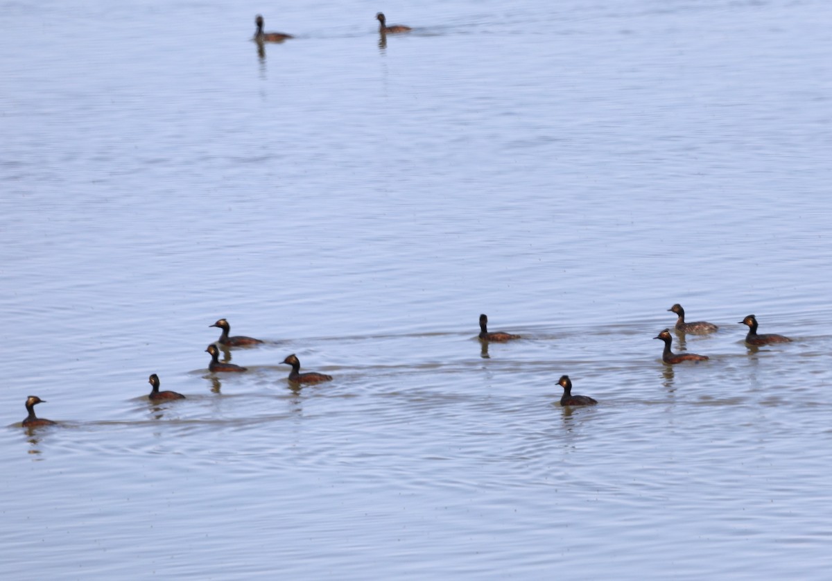 Eared Grebe - ML620676051