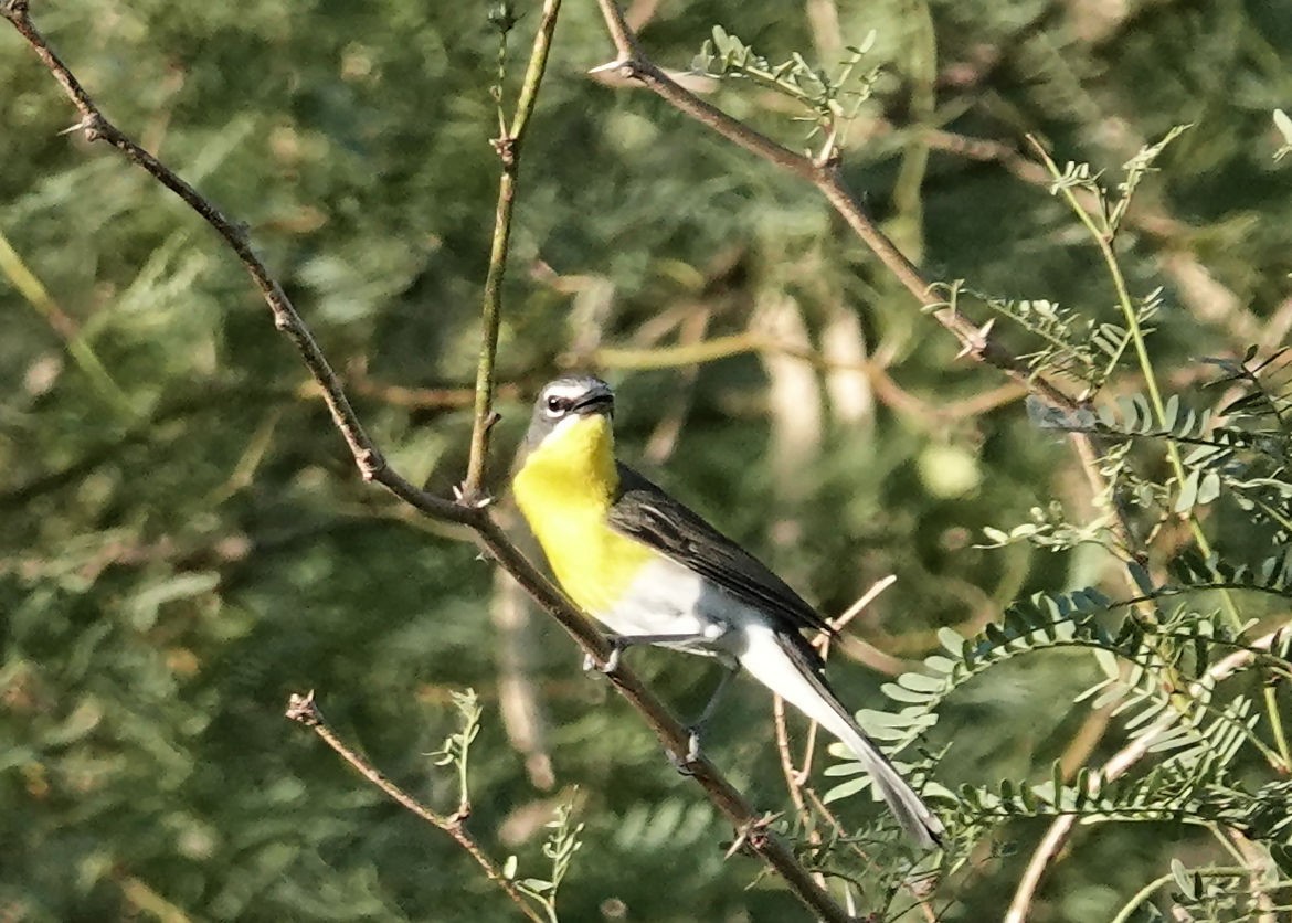 Yellow-breasted Chat - ML620676058