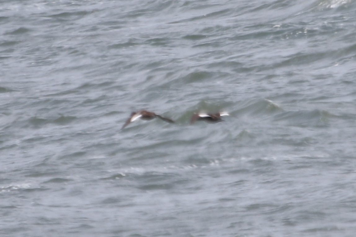 White-winged Scoter - ML620676059