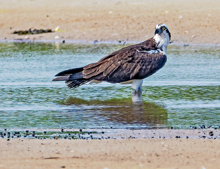 Balbuzard pêcheur - ML620676062