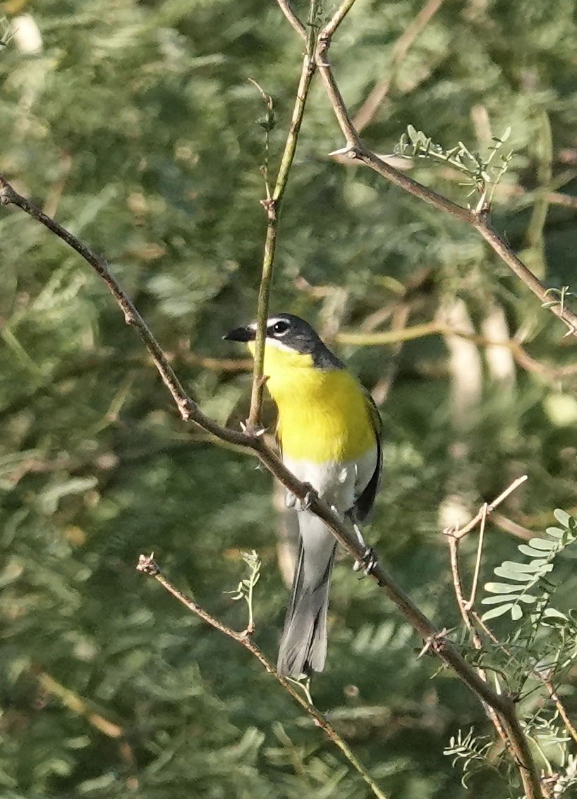 Yellow-breasted Chat - ML620676063