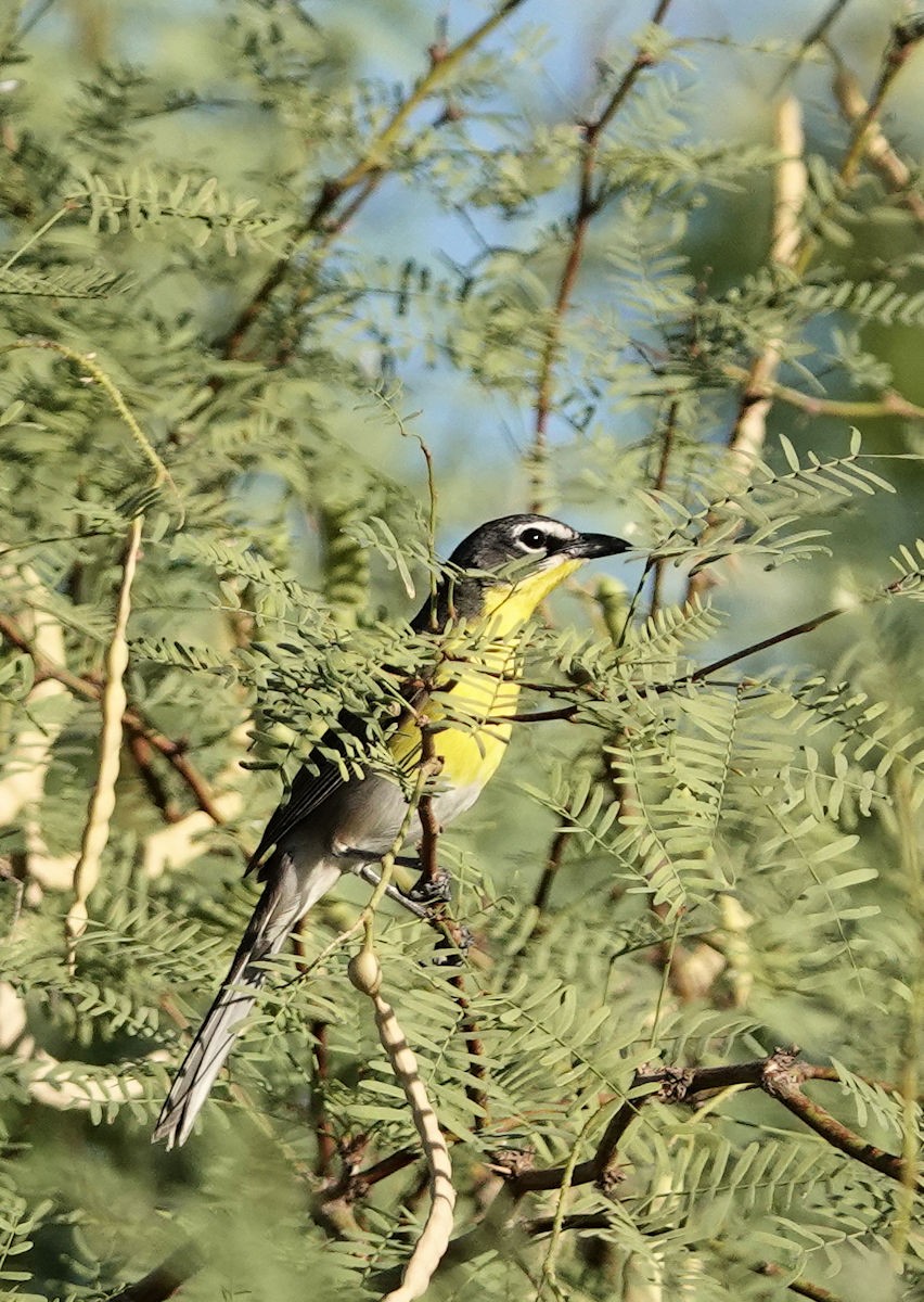 Yellow-breasted Chat - ML620676065