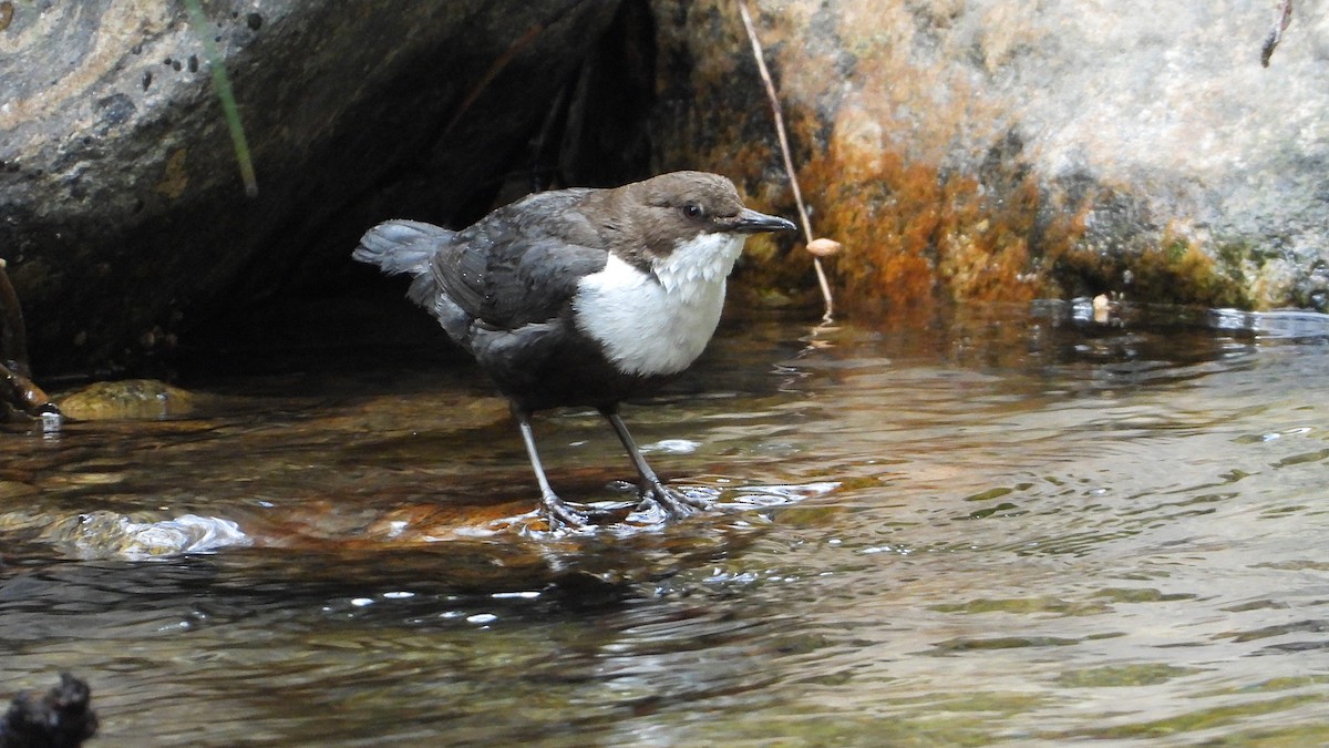 White-throated Dipper - Manuel García Ruiz