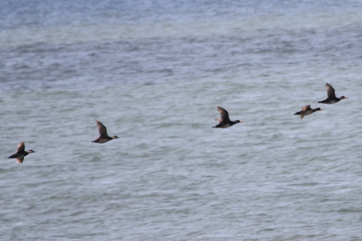 Black Scoter - ML620676071