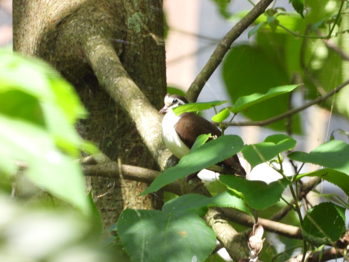 Tambourine Dove - ML620676074