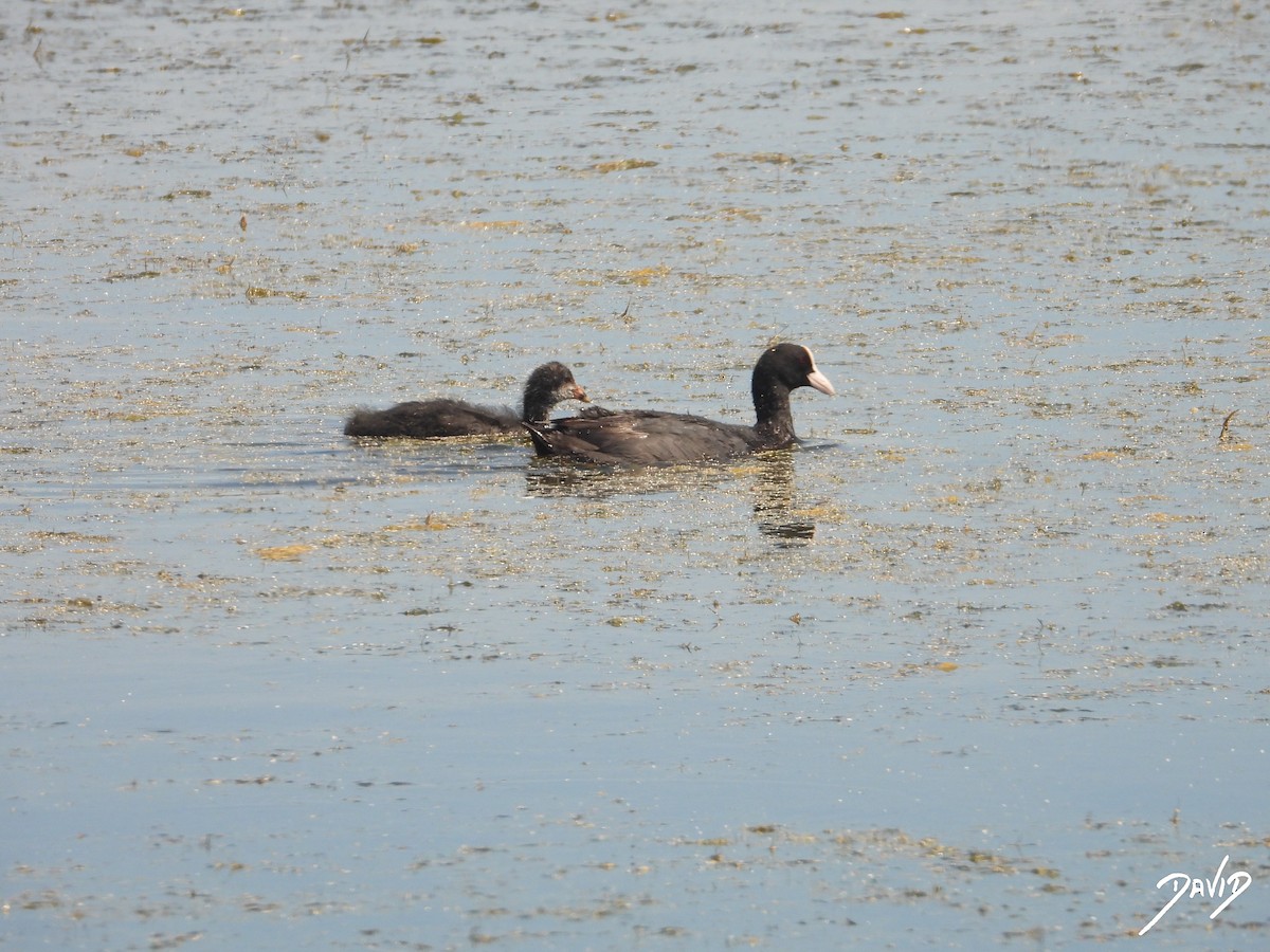 Eurasian Coot - ML620676075