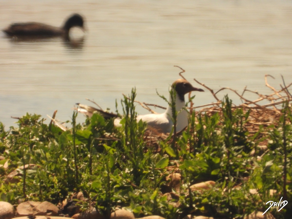 Black-headed Gull - ML620676082