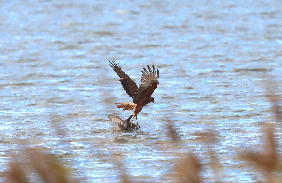 Aguilucho Lagunero del Pacífico - ML620676088