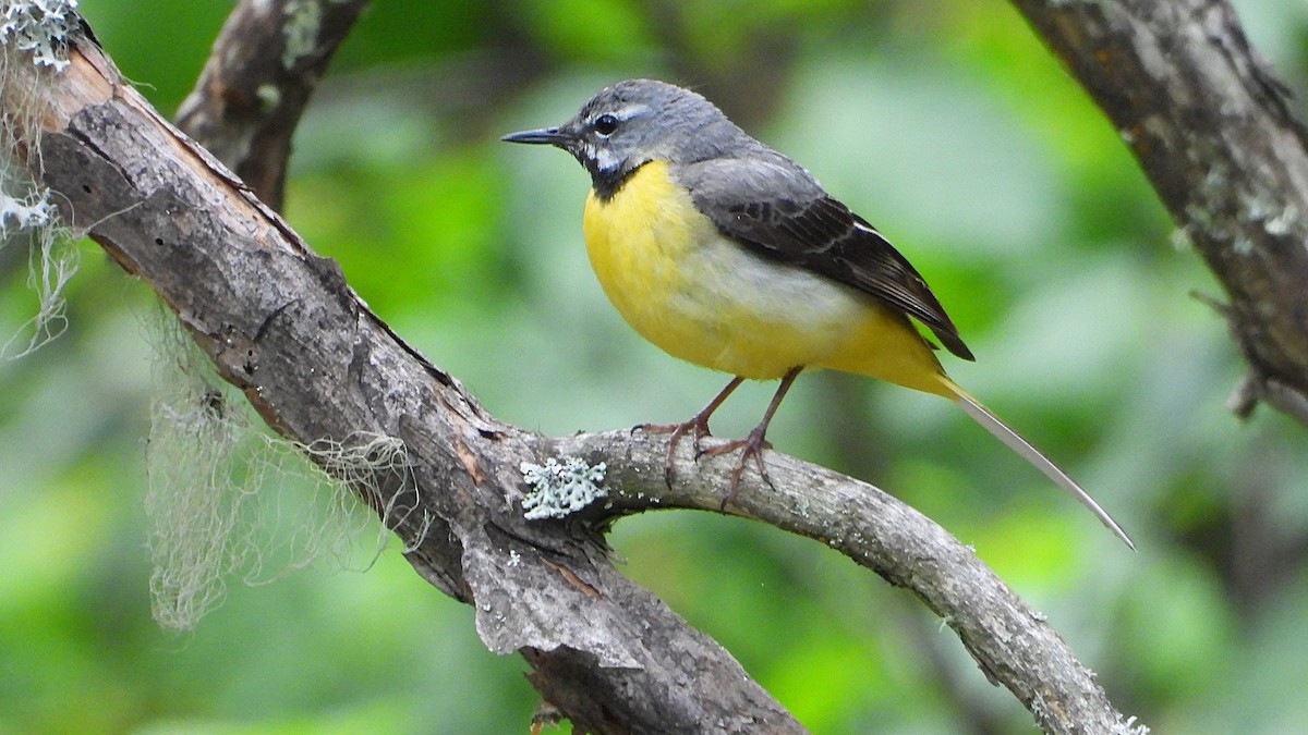 Gray Wagtail - Manuel García Ruiz