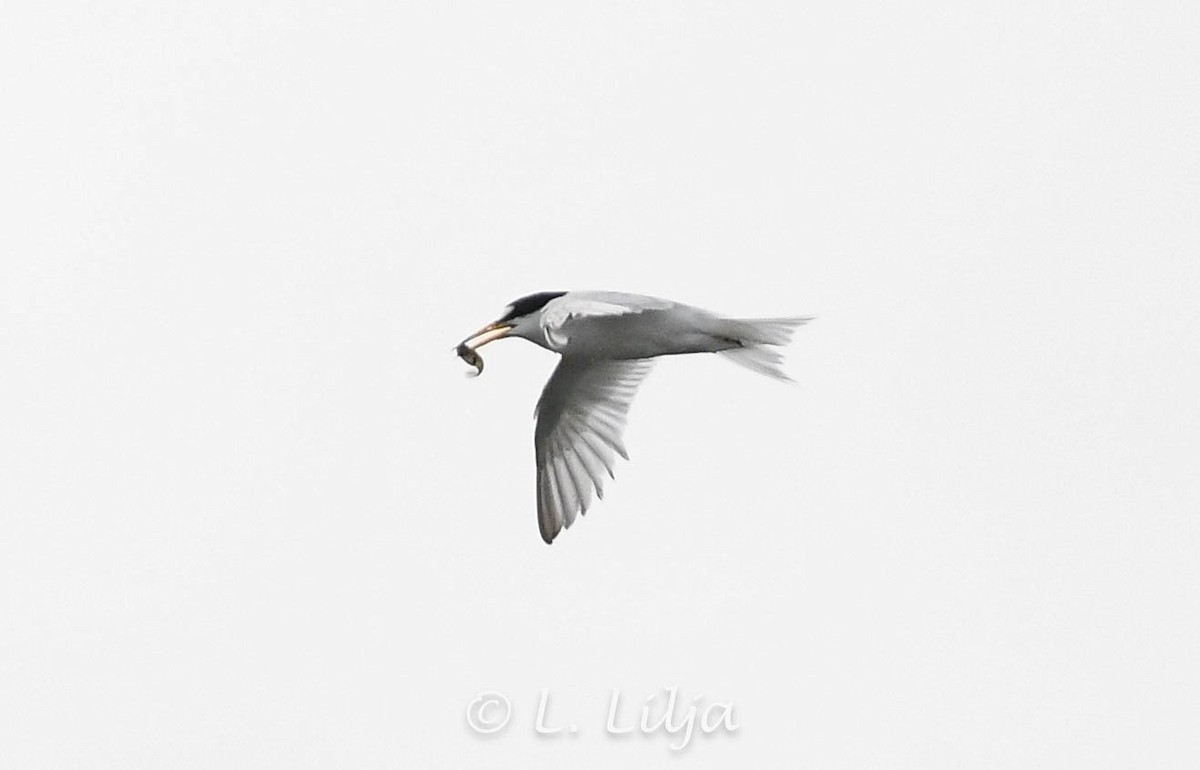 Least Tern - ML620676092