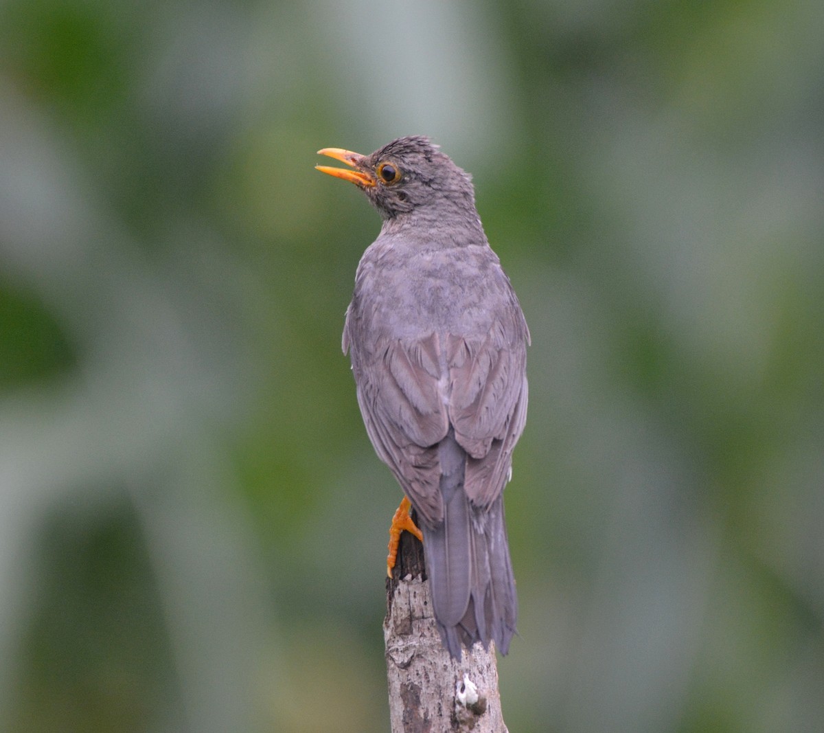 Tickell's Thrush - ML620676094