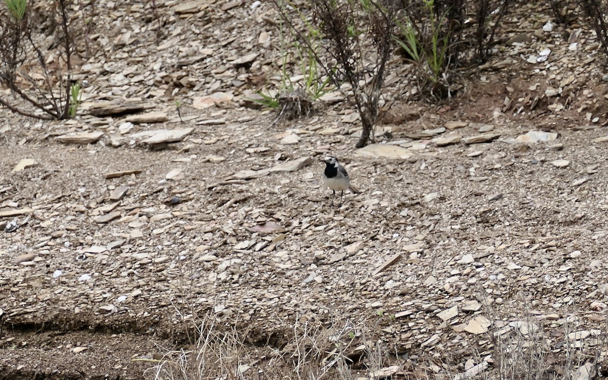 White Wagtail - ML620676097