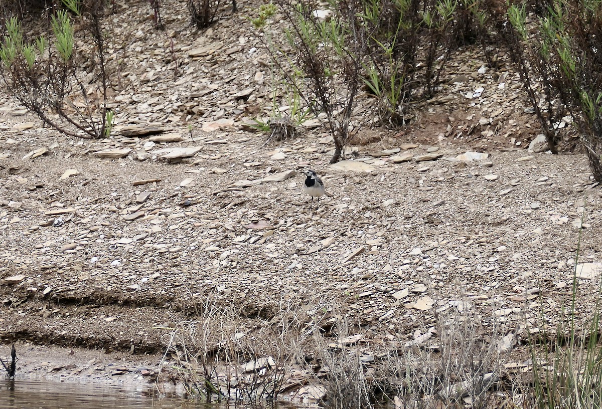 White Wagtail - ML620676098