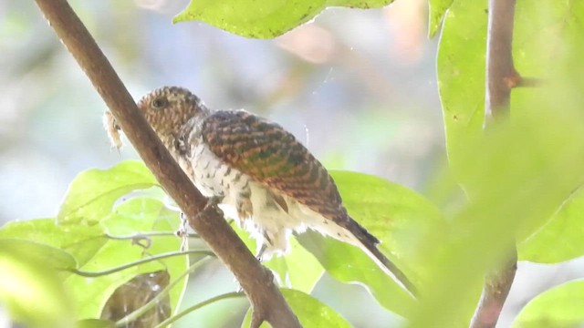 Klaas's Cuckoo - ML620676100