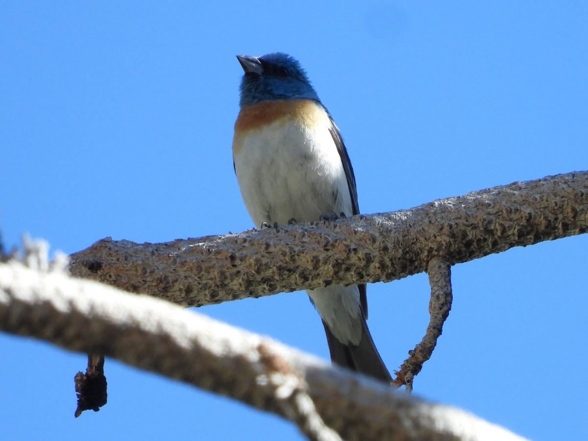 Lazuli Bunting - ML620676110