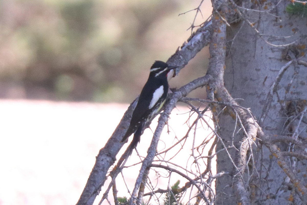 Williamson's Sapsucker - ML620676111