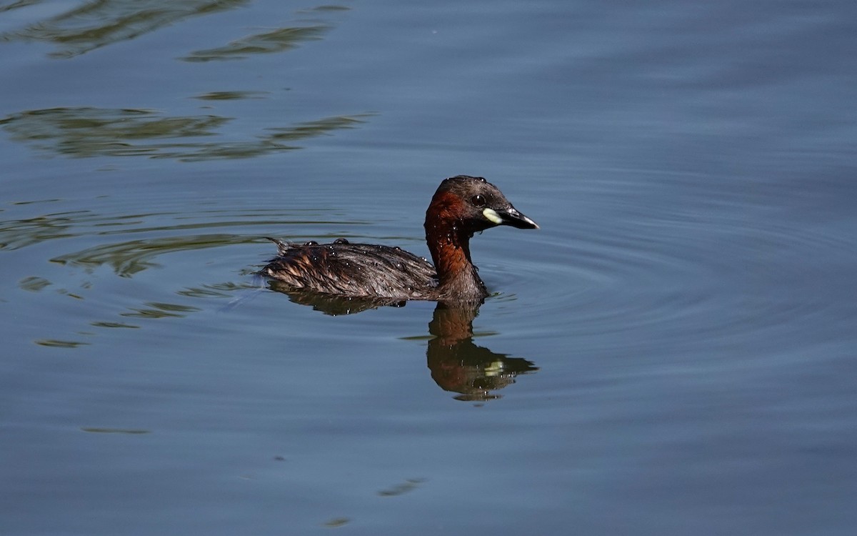 Little Grebe - ML620676113